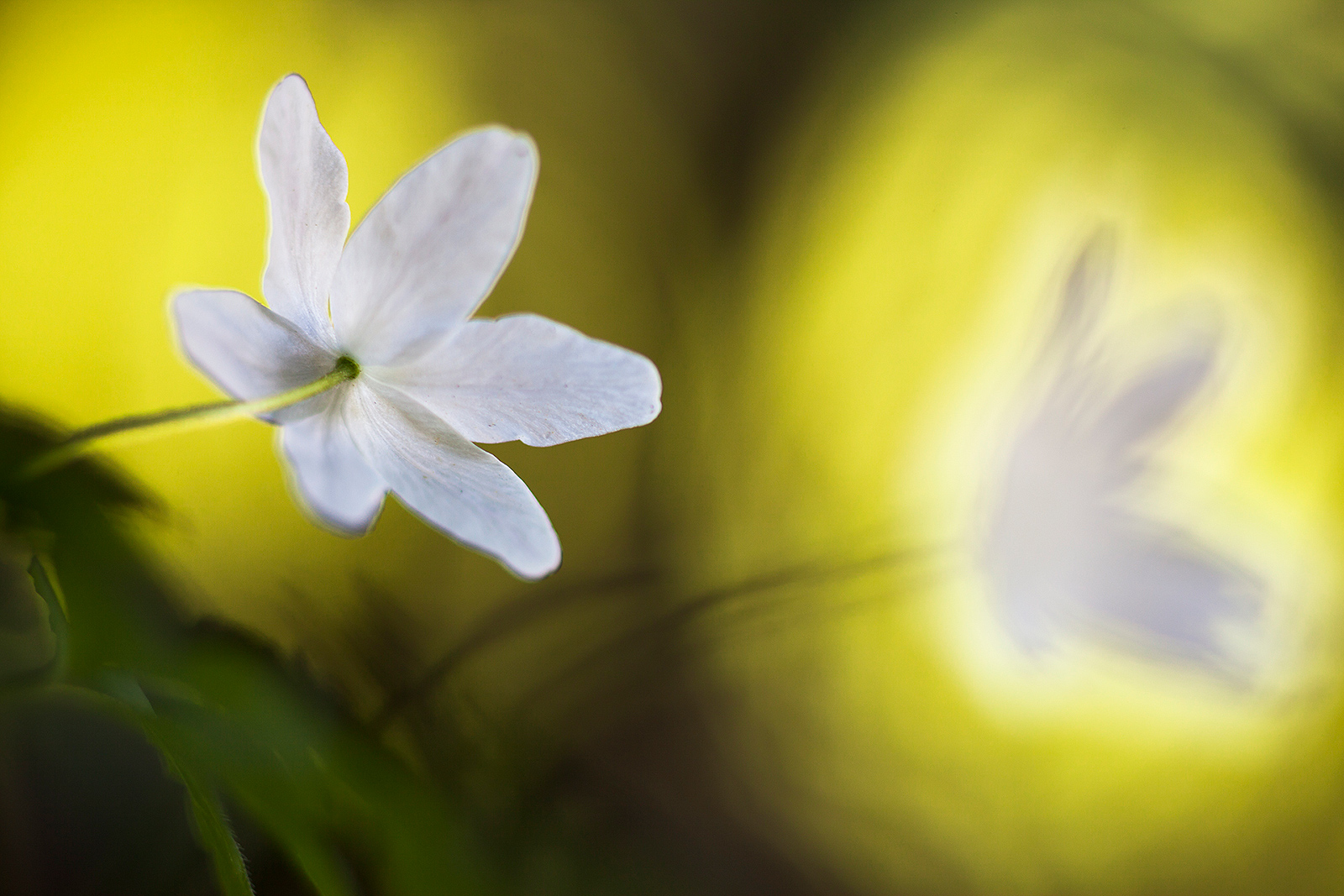 Buschwindroeschen, Foto: Georg Kantioler